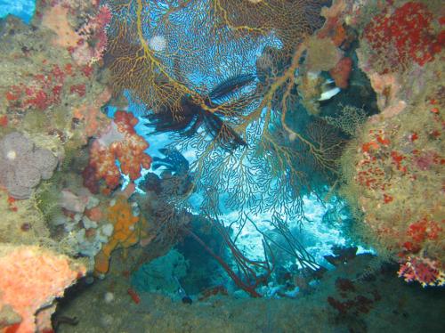 色鮮やかなサンゴたち! 4