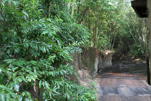 【サファリ】ジャングルの中へ