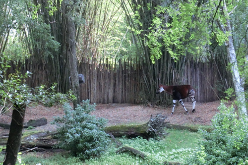 【サファリ】オカピ