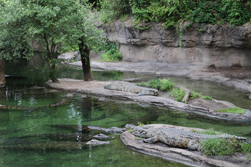 【サファリ】ワニ