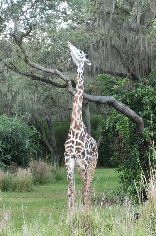 【サファリ】キリン3