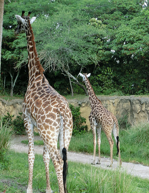 【サファリ】キリン4