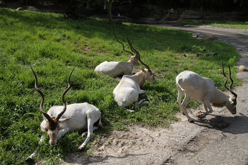 【サファリ】アダックス