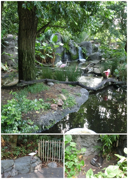 【アニマルキングダム・全体】オアシス