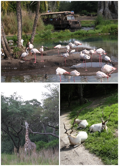 【アニマルキングダム・全体】キリマンジャ