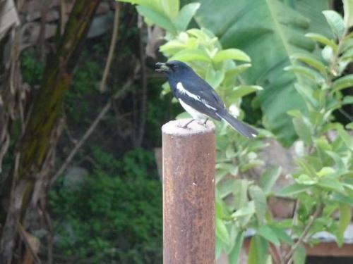 「トリ」と「カラス」と「ミスティ」４