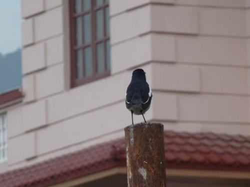 「トリ」と「カラス」と「ミスティ」５