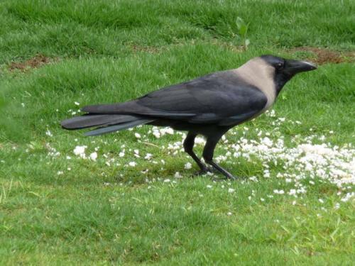 「トリ」と「カラス」と「ミスティ」６