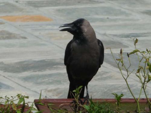 「トリ」と「カラス」と「ミスティ」８