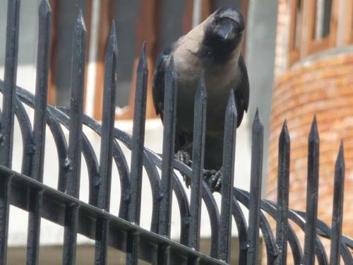 「トリ」と「カラス」と「ミスティ」１０