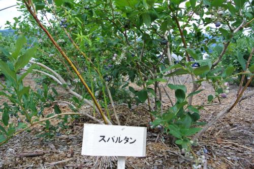 山形村での楽しい1日の過ごし方1-005