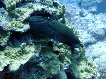 サイパン ダイビング