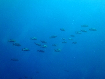 サイパン 体験ダイビング