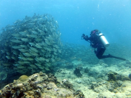 サイパン ダイビングライセンス