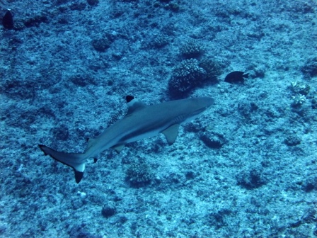 サイパン ダイビングライセンス