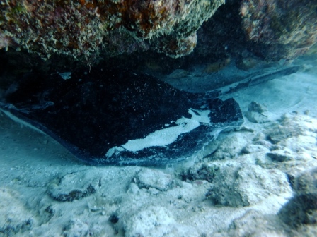 サイパン 体験ダイビング