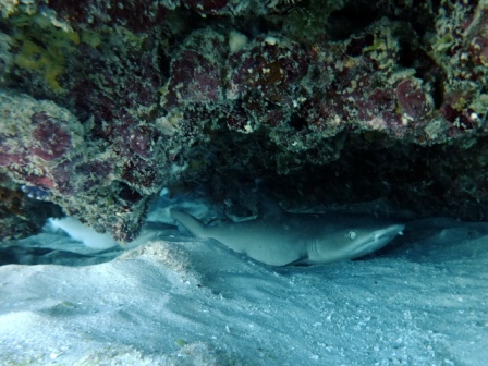 サイパン ダイビングライセンス