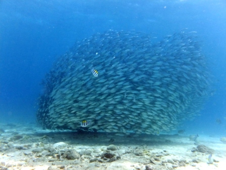 サイパン ダイビングライセンス