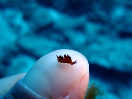 サイパン ダイビングライセンス