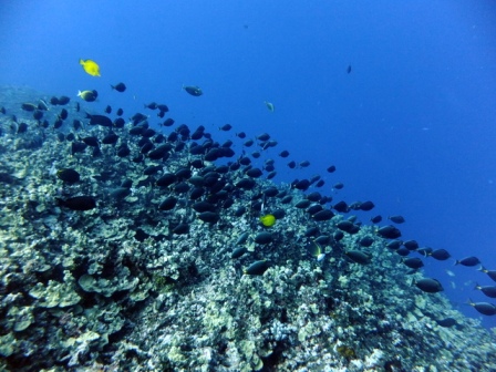 サイパン 体験ダイビング