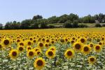 Valensole