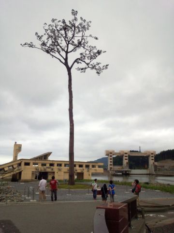 奇跡の一本松2014年6月