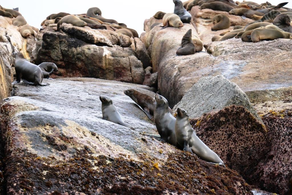 南アフリカ サファリだけじゃない 海の野生動物との出会いも魅力的 トラベルコちゃんさんの旅行ブログ トラベルコ
