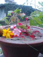 Tulasi　を植える日１