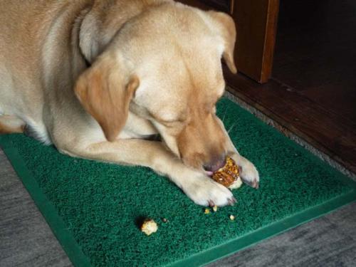 マカイを食べる1