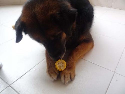 マカイを食べる3