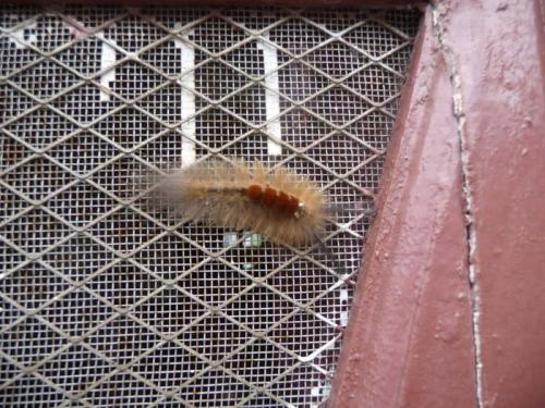 ブラシのような虫１