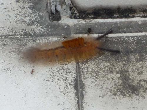 ブラシのような虫２