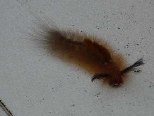 ブラシのような虫３