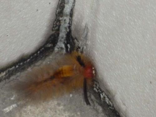 ブラシのような虫４