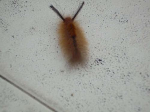 ブラシのような虫５