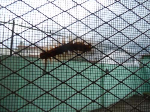 ブラシのような虫６