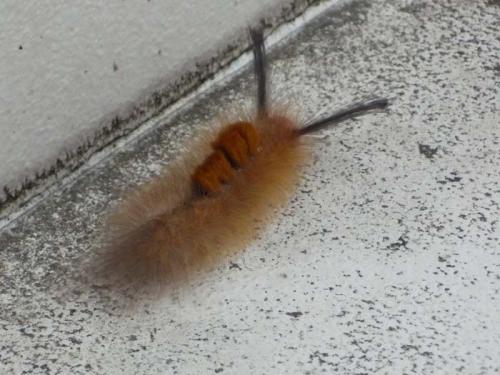 ブラシのような虫７