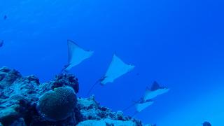 サイパンダイビング