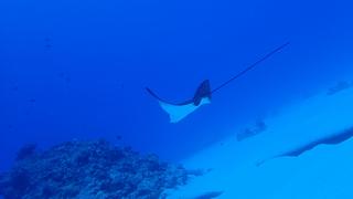 サイパンダイビング