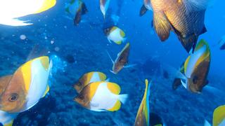 サイパンダイビング