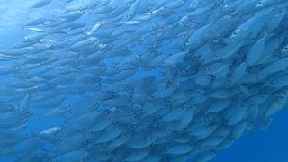 サイパンダイビング