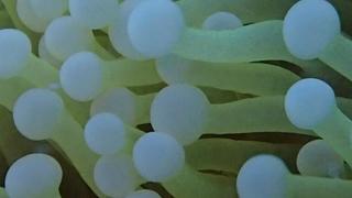 サイパンダイビング