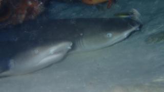 サイパンダイビング