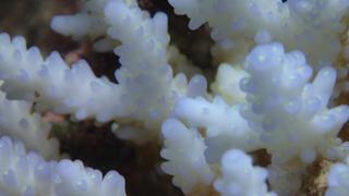 サイパンダイビング