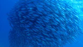 サイパンダイビング