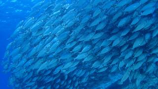 サイパンダイビング