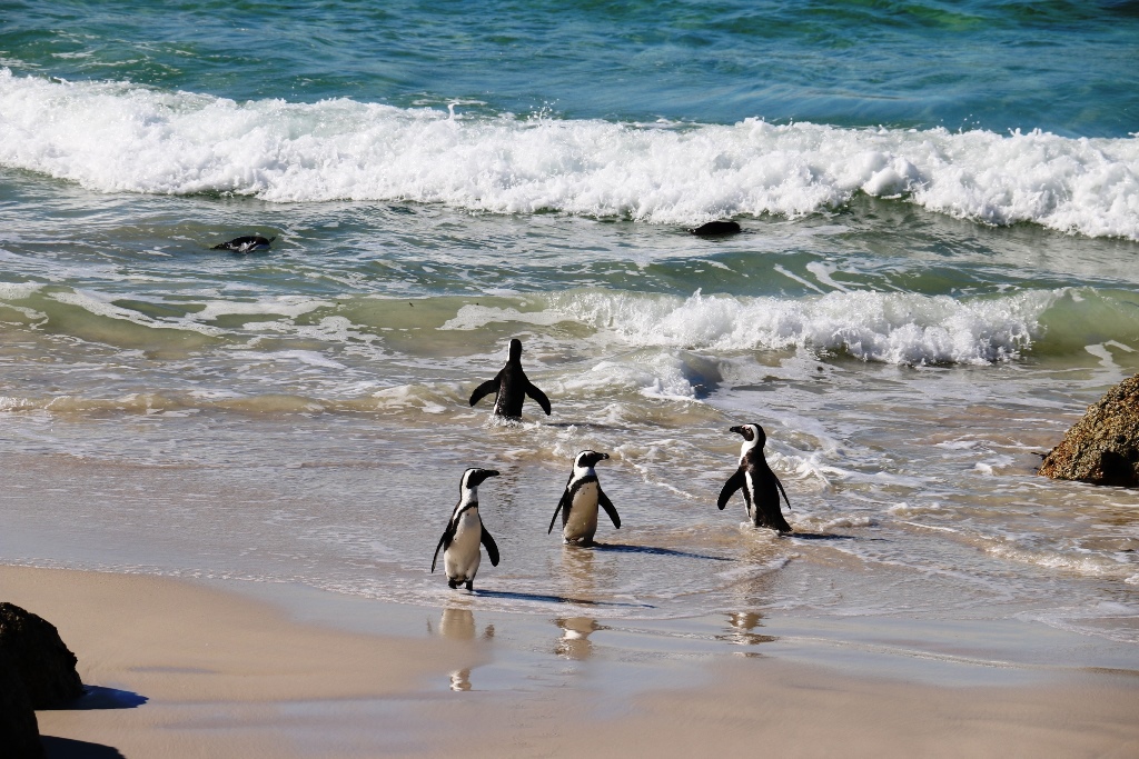南アフリカ ボルダーズビーチのペンギン達に会いに行こう トラベルコちゃんさんの旅行ブログ トラベルコ