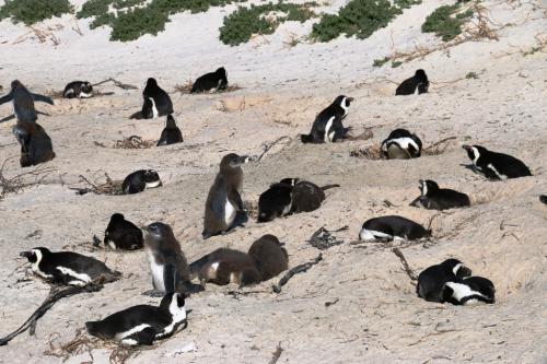 ボルダーズビーチ