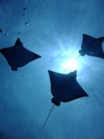 サイパン　体験ダイビング