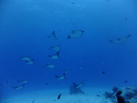 サイパン ダイビング